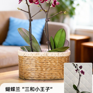 移动端：海蒂的花园 蝴蝶兰 蝴蝶兰盆栽 9cm 不含盆
