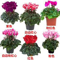 仙客来盆栽室内花卉重瓣迎客来大花苗观花植物 仙客来（原盆）