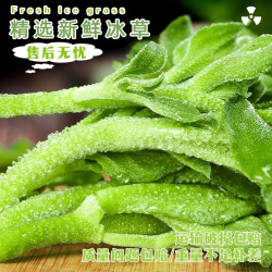 绿熊庄园 新鲜冰菜 现摘冰叶整箱 净重2斤