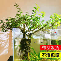森悠 水杨梅水培老桩水草植物和鱼共养专用鱼缸造景树水生树溪流缸制氧 精选造型带叶发货】