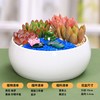 多肉植物组合盆栽套餐含陶瓷花盆带摆件创意微景观手工套餐包