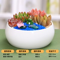 多肉植物组合盆栽套餐含陶瓷花盆带摆件创意微景观手工套餐包