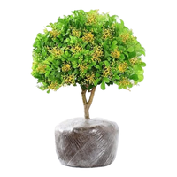 米兰花盆栽花卉植物室内花树苗老桩大颗绿植 五年米兰花/原土（无盆） 含盆