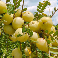 梦茜儿油柑 潮汕甜果 新鲜余甘果酸甜牛甘果 普宁崩坎甜种滇橄榄果整 5斤 ｜入口甜 特级油柑