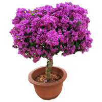 欧博三角梅花苗爬藤植物花卉盆栽重瓣老桩树苗室内阳台庭院四季易活 同安红 五年苗精品
