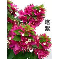 中梦 重瓣三角梅盆栽花卉阳台庭院绿植爬藤飘枝老桩盆景带花四季 塔紫(40-50高)