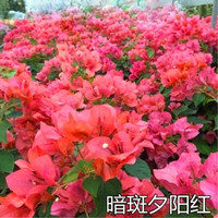  汉柠 重瓣 三角梅树苗