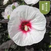 肉总管东篱园艺大花芙蓉葵扎染奇迹多年生宿根花卉植物大花秋葵穴盘苗 摩卡月亮穴盘苗1颗 不含盆