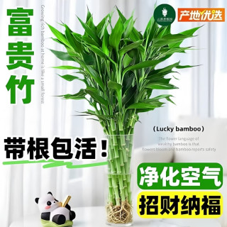 苏沥 特级富贵竹 65-76cm 送增根粉 10棵
