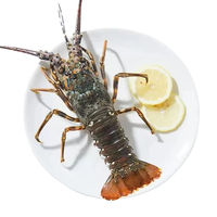 百鲜洽 小青龙虾新鲜海捕活冻特大青龙虾海鲜水产春节团圆年夜饭 2只*200g-250g/只净重(青龙虾)