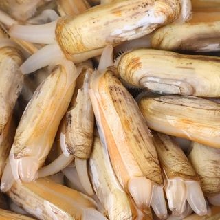 鲜活蛏子蛏王海蛏子新鲜纯海鲜天然无污染大蛏子竹节蛏笔杆蛏 6斤蛏王