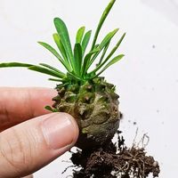 峨眉山多肉块根植物小菠萝盆栽铁甲麒麟大戟科室内办公室桌面绿植