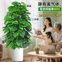 静黛轩大叶绿萝柱盆栽除甲醛净化空气客厅大型绿植办公室内新房好养绿箩 特大绿萝柱125-130cm(原盆栽好) 含盆