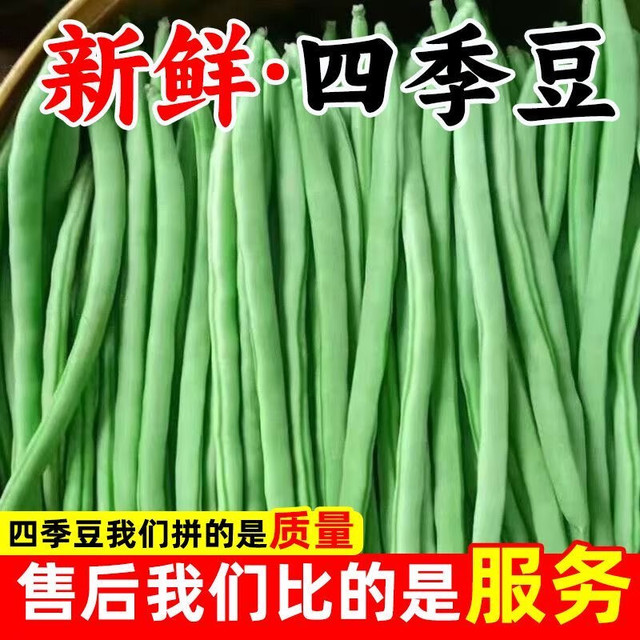京喜加 新鲜现摘四季豆角农家蔬菜 云南四季豆新鲜2斤