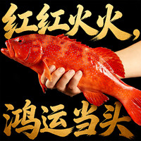 往牧东星斑 海捕石斑鱼 新鲜冷冻 红石斑鱼 冷冻深海鱼 年货节送礼 【野生超大】东星斑1.6-1.4斤