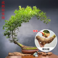 小叶簕竹室内绿植盆栽客厅竹子成品盆景老桩办公室茶桌面禅意植物