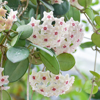 海蒂的花园球兰观叶观花植物花团锦簇阳台室内办公桌绿植盆栽苗源头直发 银斑球兰15 含盆