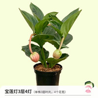 虹越（HONGYUE）高级盆花宝莲灯盆栽苗 长花期室内高端观叶观花植物 宝莲灯（3层4头）