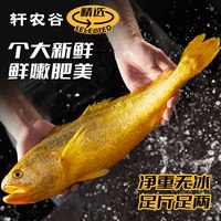 轩农谷 浙江舟山大黄鱼 8两-1斤/条 2条 袋装