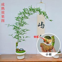  雨不停 禅意 小叶簕竹盆景