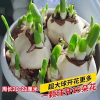  绿枝春 春节开 水仙花种球