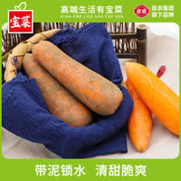 宝菜 胡萝卜 带泥新鲜沙地胡萝卜脆甜当季新鲜蔬菜整箱包邮 净重5斤