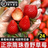 土地母亲计划 四川隋珠香野草莓 500g 小果