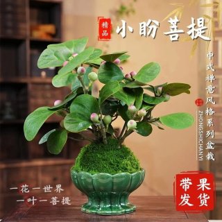 小盼菩提树-原盆原土1盆