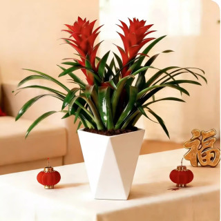 带花盆栽年宵花卉绿植客厅桌面旺宅真花四季好养绿植物 -原盆原土1盆