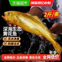 88VIP：卖鱼郎先生 山东青岛 冷冻大黄鱼 200-350g/只 1kg