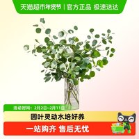 爱黛 尤加利叶鲜切枝水培植物室内插花水养新鲜配草云南基地直发