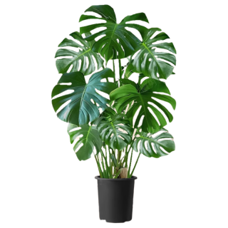 移动端、京东百亿补贴：植男植女 龟背竹大型绿植盆栽净化空气寓意好四季常青办公家居装饰源头直发