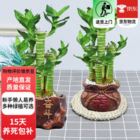 欧芽 办公好养 富贵竹土培绿植+陶瓷盆
