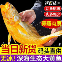  渔游记 新鲜速冻 黄花鱼