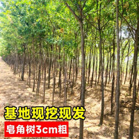  壹植 皂角树苗