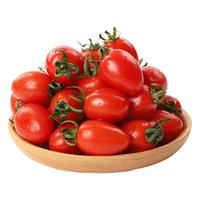  静益乐源 新鲜时令 圣女果