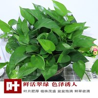 小冤家 四季常绿 绿萝盆栽