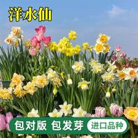  清韵伊人 耐寒 洋水仙种球