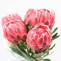  麦桑荷 花期长可做干花 帝王花