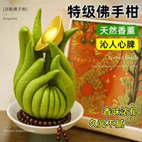 雅炫 水养观赏 佛手柑鲜果水培植物
