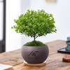  芊诗语 净化空气 小叶赤楠盆栽