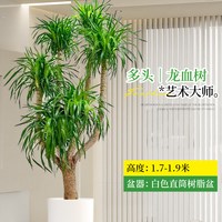  临雅 大型 龙血树盆栽