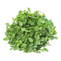  泽鲜达 新鲜 苜蓿菜