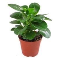  家中有果 四季常青 桌面盆栽