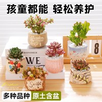  壹植 好养 多肉植物 带盆 含盆