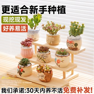  壹植 好养 多肉植物 带盆 含盆
