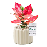  京云梦 净化空气 吉利红小盆栽