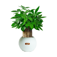  植男植女 禅意 小盼菩提发财树