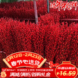 萌肉居 银柳年宵花 30支60cm 红色鲜枝水养装饰
