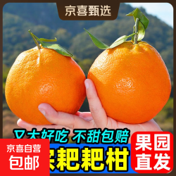 京喜 正宗春见耙耙柑  生鲜水果 应季柑橘礼盒 时令水果 源头直发 带箱2斤小果（单果150g-180g）